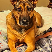 Sarabi joined the competition — help win amazing prizes! bed, blanket, brown_coat, canine, cozy, dog, ears, eyes, fur, headboard, indoor, looking_at_camera, muzzle, nails, paws, pet, plaid_bedding, portrait, resting, wooden_furniture