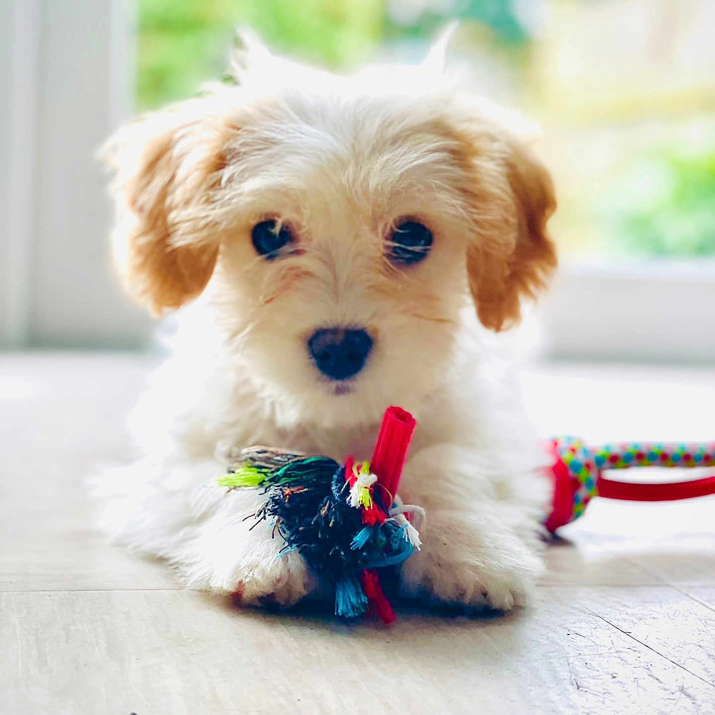 Phoebe joined the competition — help win amazing prizes! accessories, animal, canine, cat, cockerspaniel, collar, dog, eskimodog, flower, flowerarrangement, kitten, leash, papillon, pet, plant, poodle, puppy, strap, terrier, whitedog