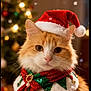 bokeh, cat, christmas_scarf, christmas_tree, cute, decorations, festive, fluffy, holiday, indoor, lights, orange_cat, ornaments, pet, portrait, santa_hat, seasonal, snowflake, warm_lighting, white_cat