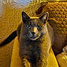cat, gray_cat, pet, animal, sitting, upright, indoors, couch, cushion, blanket, living_room, home, portrait, front_view, green_eyes, pointed_ears, fur, cozy, warm_lighting, decor