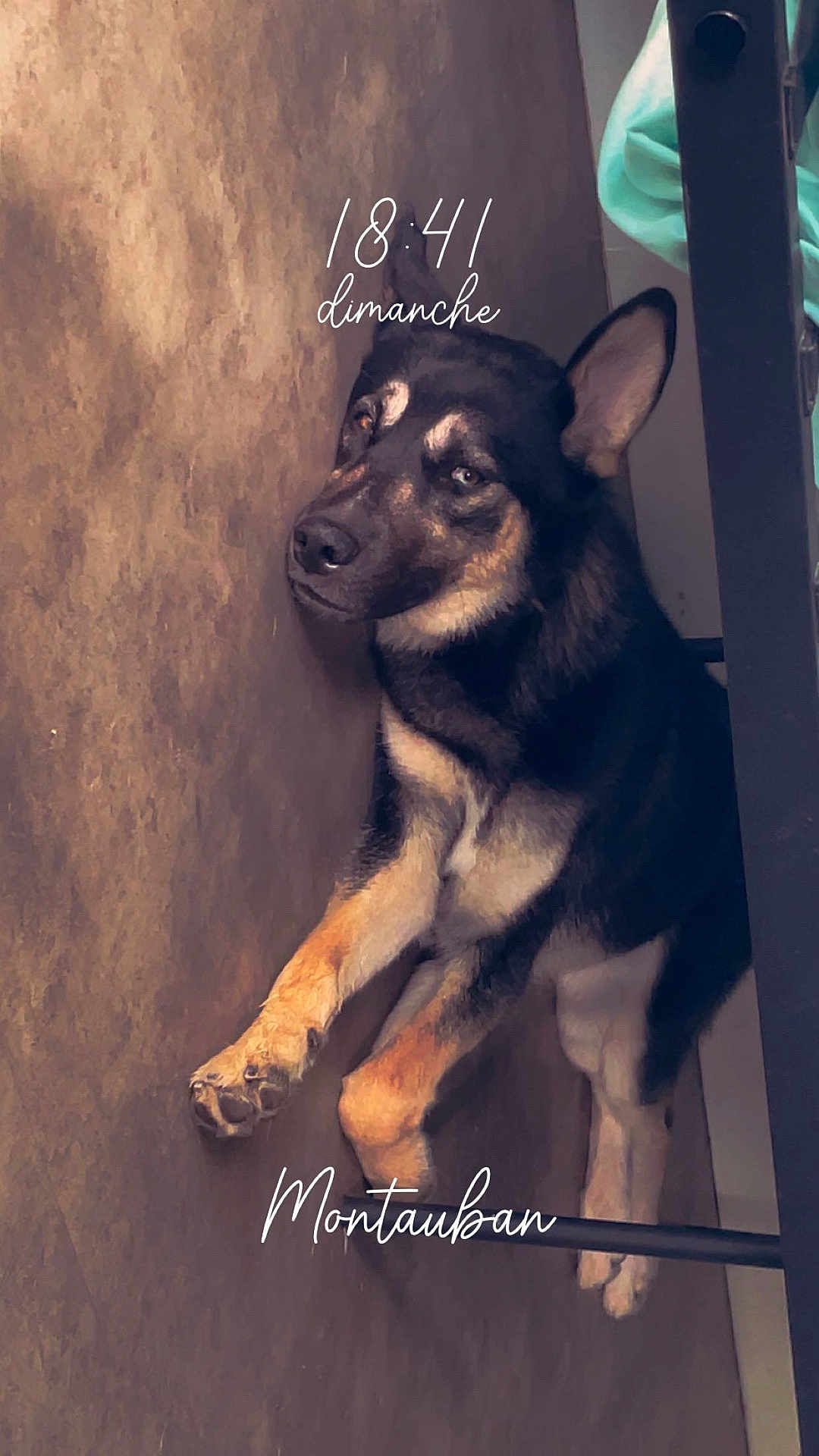 Oslo participe au concours pour gagner de l'argent avec cette photo : dog, lying_down, floor, indoor, animal, pet, fur, black_and_tan, ears, paw, face, relaxed, furniture, shadow, canine, resting, expression, home, domestic, closeup