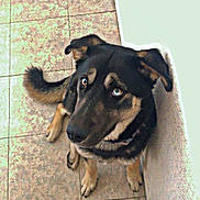 Oslo a rejoint le concours — aidez-le/la à gagner de superbes lots ! dog, blue_eyes, sitting, looking_up, tile_floor, wall, person_leg, footwear, mat, indoor, pet, fur, ears, tail, collar, brown, black, beige, curious, obedient