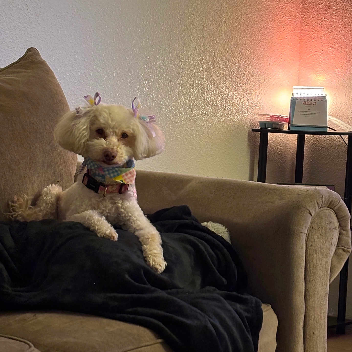 Hazel is registered to the contest to win money with this photo: animal, architecture, armchair, building, canine, chair, couch, cushion, dog, furniture, homedecor, indoors, lamp, lighting, livingroom, pet, poodle, puppy, room, terrier