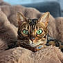 cat, bengal_cat, green_eyes, close_up, fluffy_blanket, cozy, pet, feline, indoor, portrait, whiskers, ears, fur, relaxed, domestic_animal, animal, cute, soft, resting, companion