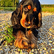 Vario participe au concours pour gagner de l'argent avec cette photo : animal, canine, cockerspaniel, dog, field, grass, grassland, gravel, hound, nature, outdoors, pebble, pet, plant, puppy, road, rock, rubble, slate, terrier
