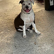 Bella joined the competition — help win amazing prizes! dog, black_and_white, sitting, tongue_out, smiling, concrete_floor, outdoor, trash_bin, metal_pole, pet, canine, happy, animal, companion, friendly, domestic_animal, fur, paw, collar, sunlight