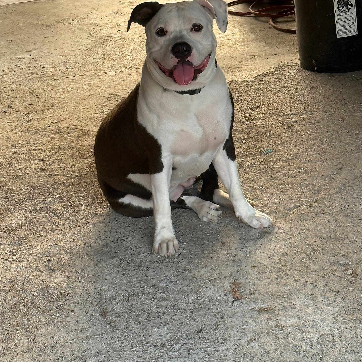 Bella joined the competition — help win amazing prizes! animal, black_and_white, canine, collar, companion, concrete_floor, dog, domestic_animal, friendly, fur, happy, metal_pole, outdoor, paw, pet, sitting, smiling, sunlight, tongue_out, trash_bin