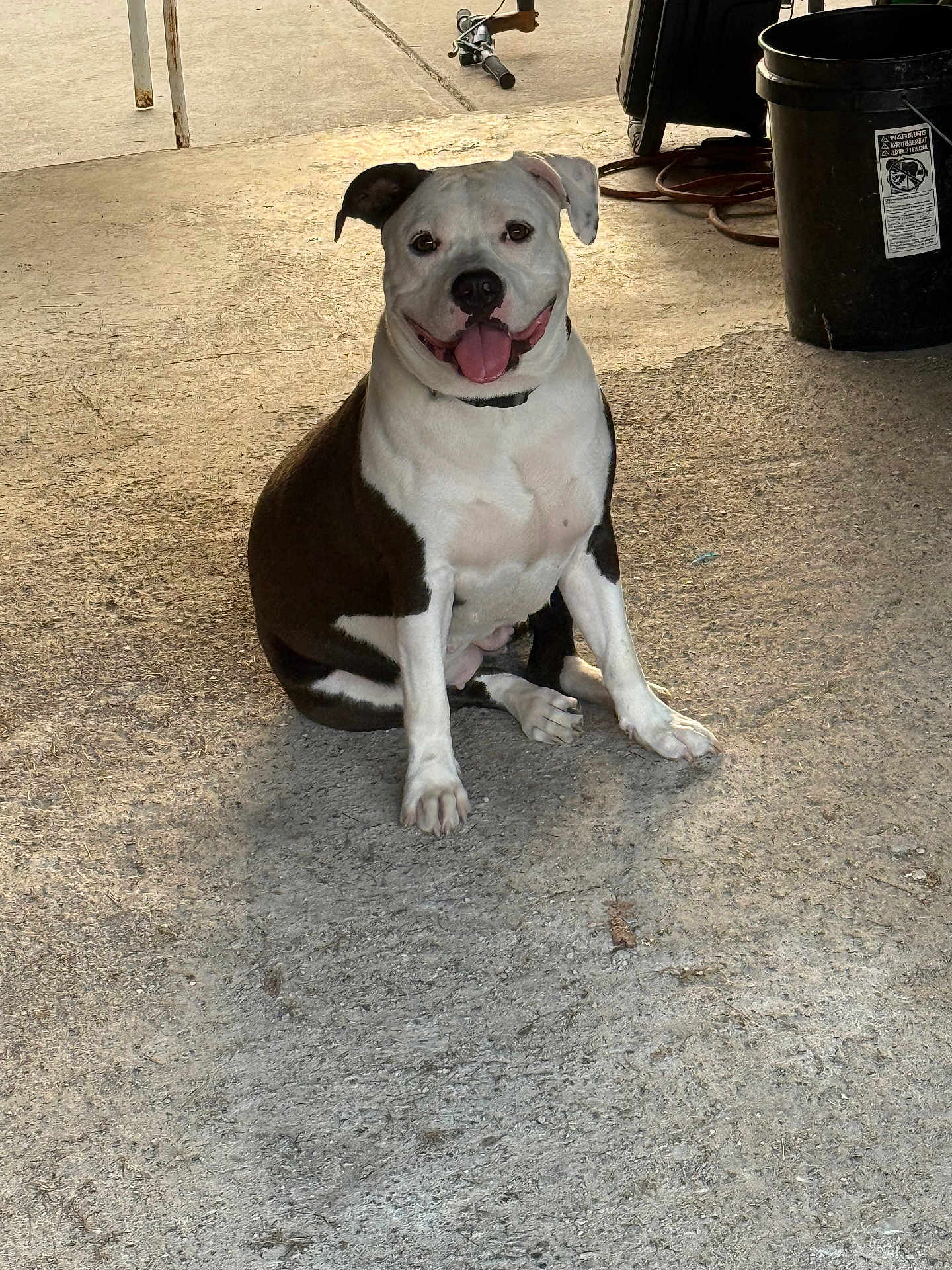Bella joined the competition — help win amazing prizes! dog, black_and_white, sitting, tongue_out, smiling, concrete_floor, outdoor, trash_bin, metal_pole, pet, canine, happy, animal, companion, friendly, domestic_animal, fur, paw, collar, sunlight