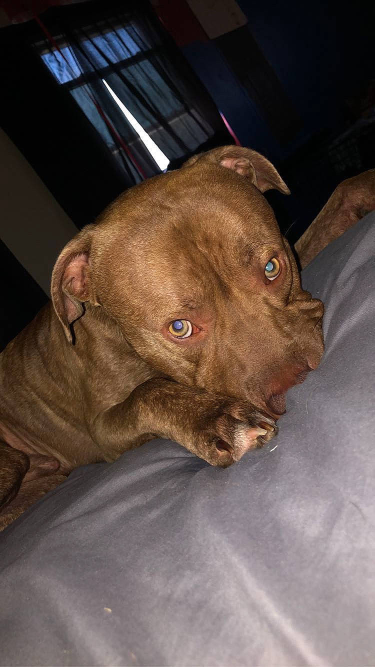 Saint is registered to the contest to win money with this photo: canidae, carnivore, comfort, companion_dog, dog, dog_breed, dog_collar, ear, fawn, flesh, fur, liver, non_sporting_group, plant, sporting_group, terrestrial_animal, whiskers, working_animal, wrinkle