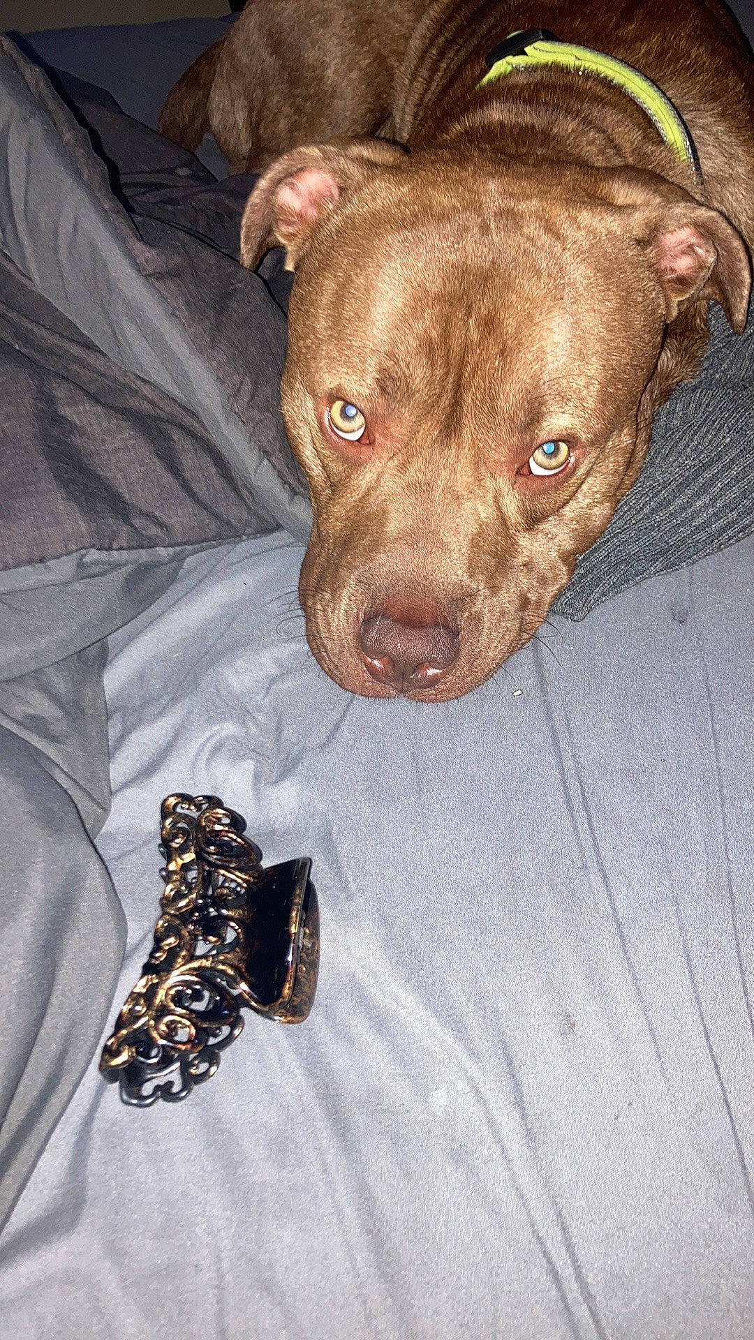 Saint joined the competition — help win amazing prizes! baby_toddler_clothing, brown, canidae, carnivore, collar, companion_dog, dog, dog_breed, dog_supply, eye, fashion_accessory, fawn, jewellery, liver, pet_supply, sleeve, sporting_group, terrestrial_animal, whiskers, working_animal