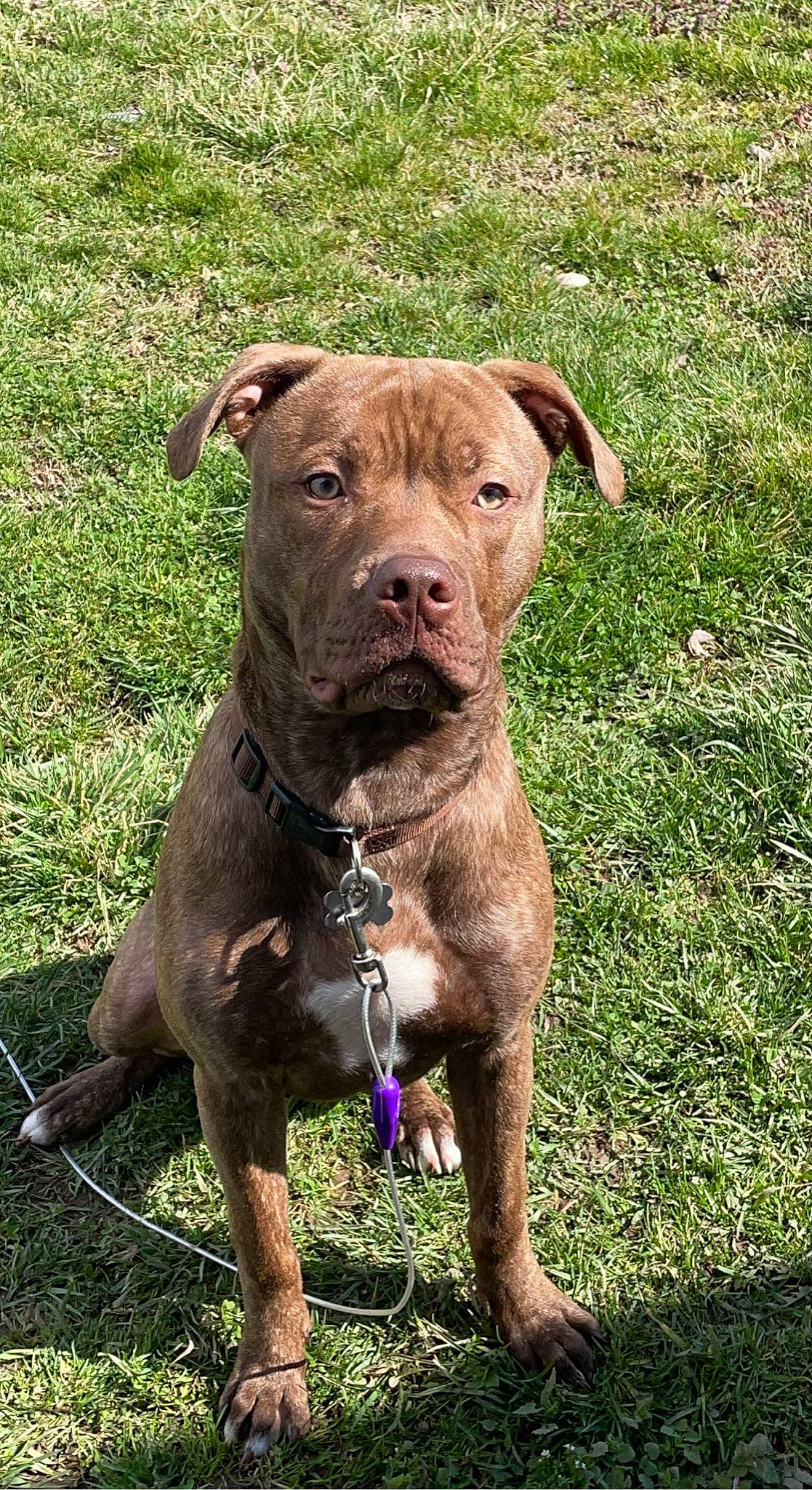 Saint joined the competition — help win amazing prizes! canidae, carnivore, collar, companion_dog, dog, dog_breed, dog_collar, fawn, grass, hunting_dog, liver, non_sporting_group, plant, snout, sporting_group, terrestrial_animal, working_animal, working_dog