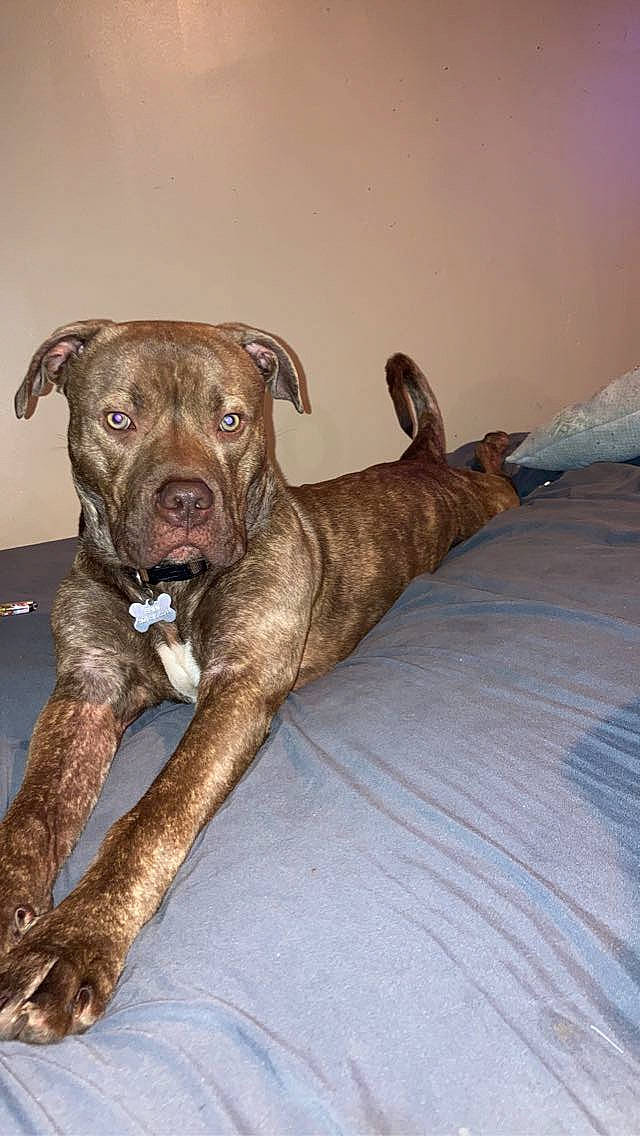 Saint is registered to the contest to win money with this photo: carnivore, collar, comfort, companion_dog, dog, dog_breed, dog_collar, fawn, guard_dog, hardwood, liver, pet_supply, snout, sporting_group, tail, terrestrial_animal, treeing_tennessee_brindle, wood, working_animal, working_dog