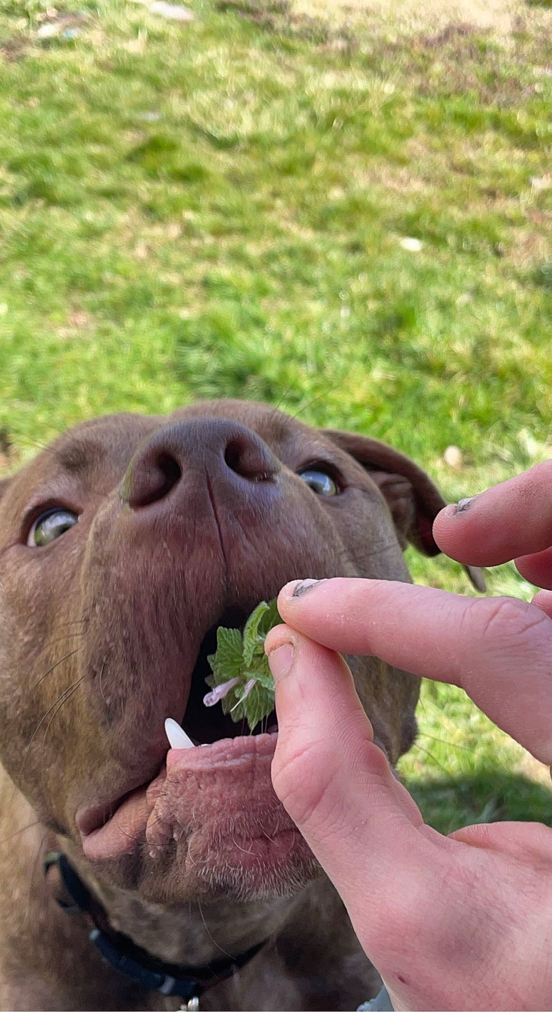 Saint joined the competition — help win amazing prizes! bovine, canidae, carnivore, dog, dog_breed, fawn, gesture, grass, liver, nail, non_sporting_group, organism, snout, sporting_group, terrestrial_animal, thumb, whiskers, wildlife, working_animal, wrinkle