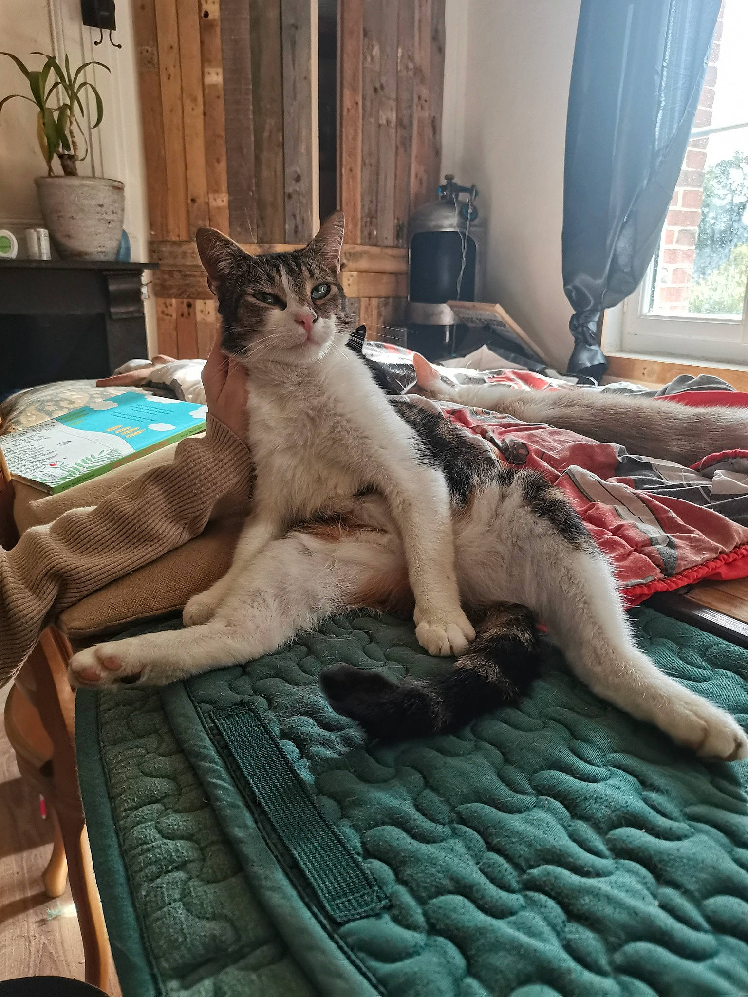 Pompom a rejoint le concours — aidez-le/la à gagner de superbes lots ! carnivore, cat, comfort, curtain, fawn, felidae, flooring, flowerpot, grey, houseplant, interior_design, linens, mammal, small_to_medium_sized_cats, tail, textile, vertebrate, whiskers, window, wood