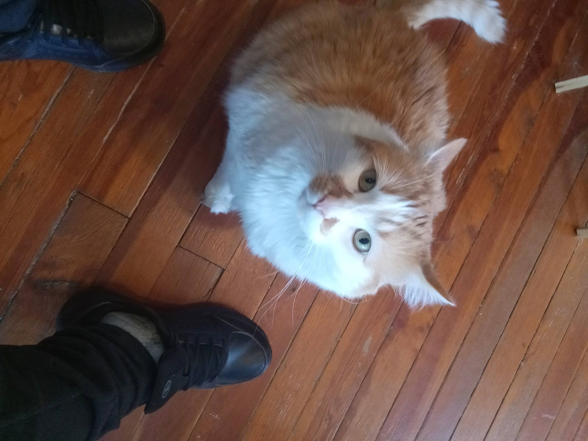 Mischief joined the competition — help win amazing prizes! carnivore, cat, companion_dog, dog_breed, fawn, felidae, floor, flooring, foot, hardwood, laminate_flooring, small_to_medium_sized_cats, snout, sporting_group, tail, varnish, whiskers, wood, wood_flooring, wood_stain