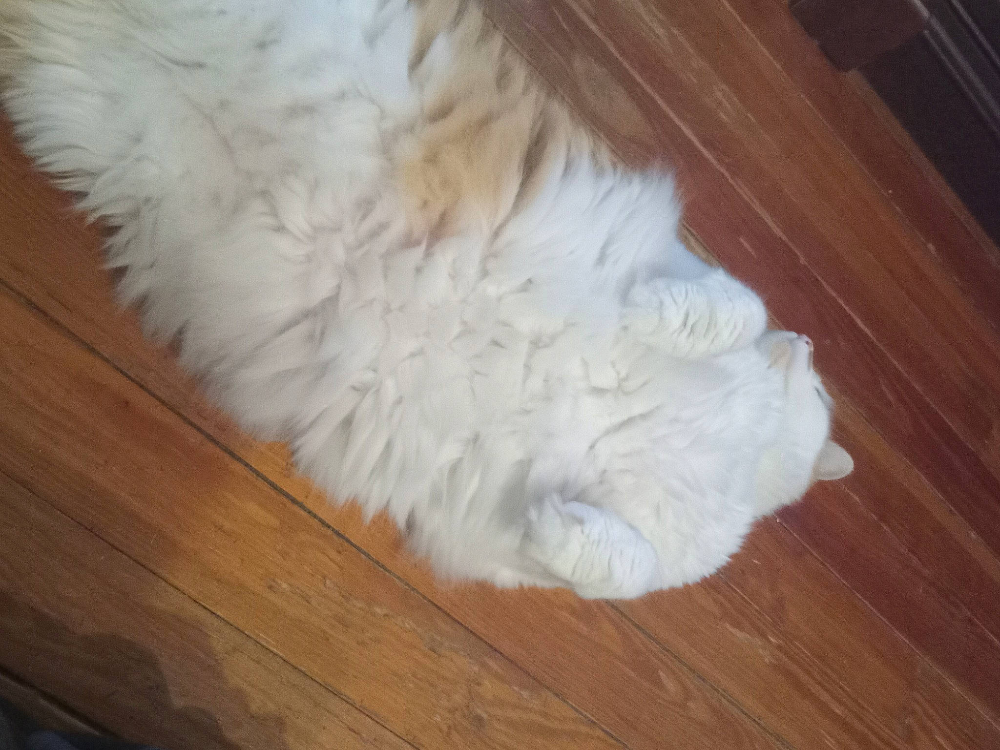 Mischief joined the competition — help win amazing prizes! canidae, carnivore, companion_dog, dog_breed, fawn, felidae, floor, flooring, fur, hardwood, laminate_flooring, samoyed, small_to_medium_sized_cats, sporting_group, tail, varnish, whiskers, wood, wood_flooring, wood_stain