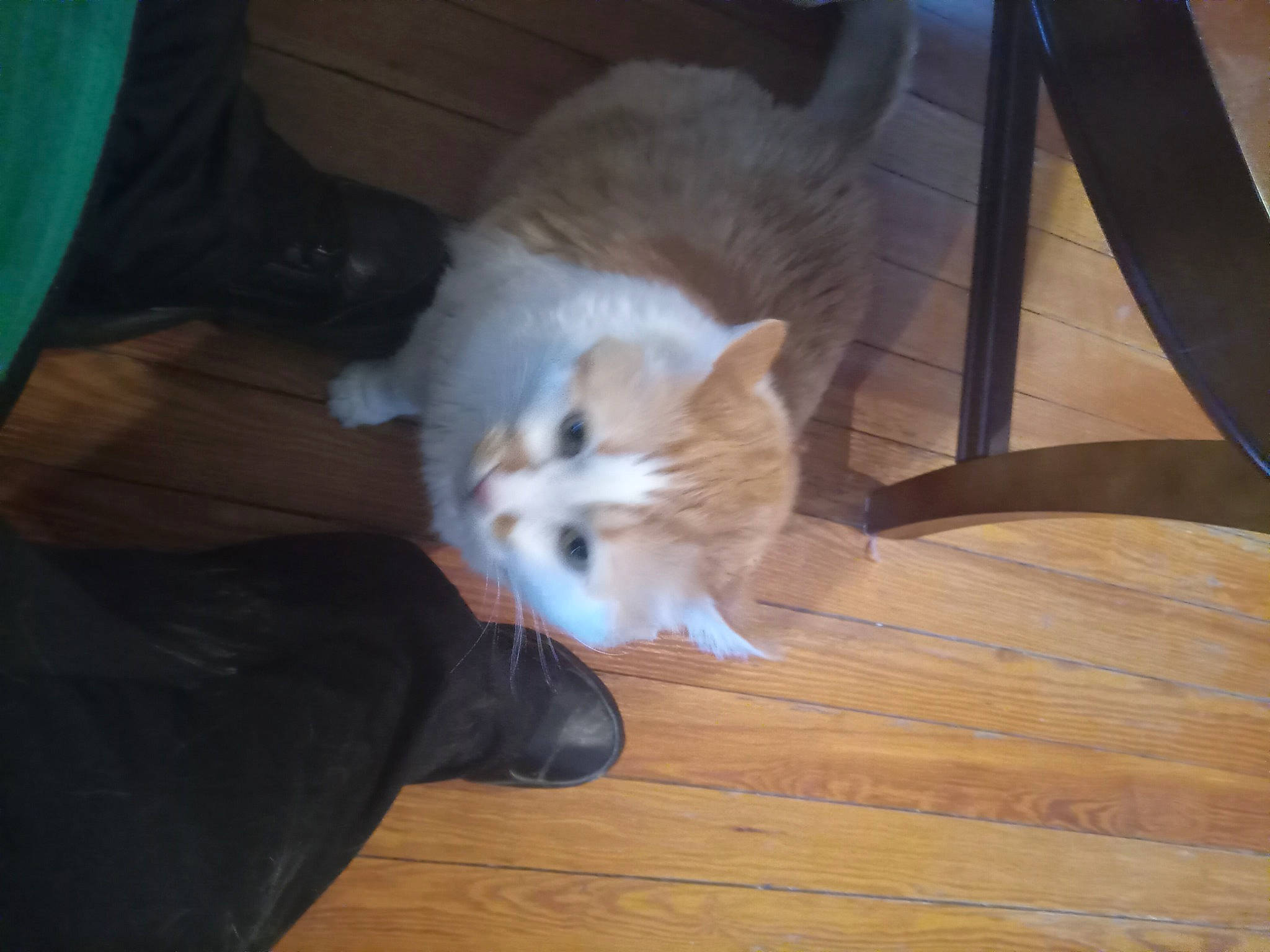 Mischief is registered to the contest to win money with this photo: carnivore, cat, chair, comfort, domestic_short_haired_cat, fawn, felidae, floor, flooring, fur, hardwood, laminate_flooring, plank, small_to_medium_sized_cats, tail, varnish, whiskers, wood, wood_flooring, wood_stain