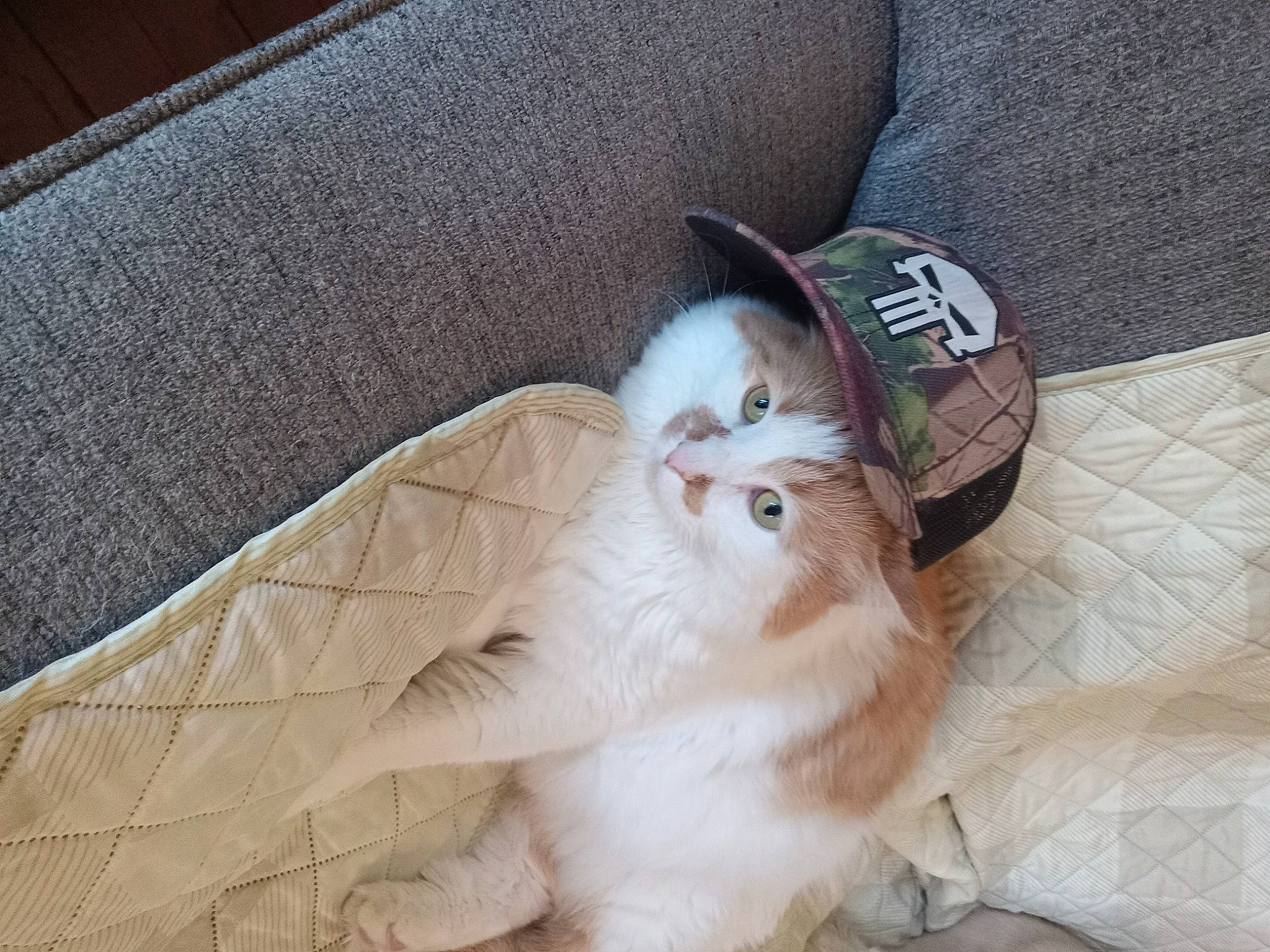 Mischief joined the competition — help win amazing prizes! canidae, carnivore, cat, cat_bed, comfort, companion_dog, couch, domestic_short_haired_cat, fawn, felidae, fur, grey, hat, linens, musical_instrument, paw, sitting, small_to_medium_sized_cats, tail, whiskers