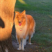 Bailey joined the competition — help win amazing prizes! dog, canine, animal, pet, tree, grass, outdoor, sunlight, nature, happy, tongue_out, fur, collar, tag, park, shadow, daylight, standing, mammal, friendly