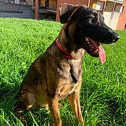 Riley a rejoint le concours — aidez-le/la à gagner de superbes lots ! dog, puppy, sitting, grass, outdoor, park, portrait, pet, red_collar, black_and_tan, pointed_ears, open_mouth, panting, tongue, teeth, sunlight, urban, apartment_buildings, animal, happy