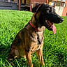 dog, puppy, sitting, grass, outdoor, park, portrait, pet, red_collar, black_and_tan, pointed_ears, open_mouth, panting, tongue, teeth, sunlight, urban, apartment_buildings, animal, happy