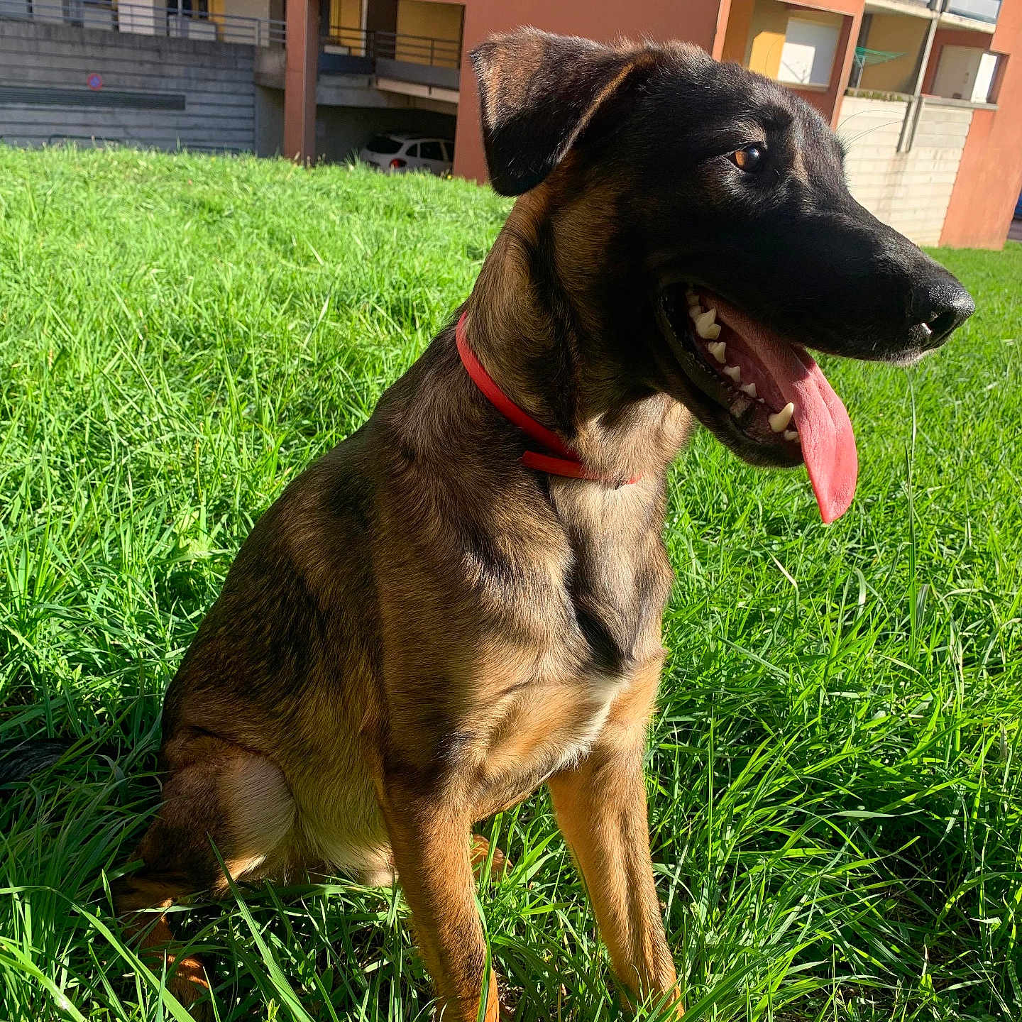 Riley a rejoint le concours — aidez-le/la à gagner de superbes lots ! dog, puppy, sitting, grass, outdoor, park, portrait, pet, red_collar, black_and_tan, pointed_ears, open_mouth, panting, tongue, teeth, sunlight, urban, apartment_buildings, animal, happy