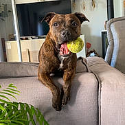 Vaya a rejoint le concours — aidez-le/la à gagner de superbes lots ! animal, brown_dog, canine, couch, dog, dreamcatcher, ears, front_legs, furniture, happy, home, indoor, living_room, paw, pet, plant, playful, television, tennis_ball, tongue