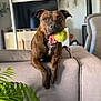 animal, brown_dog, canine, couch, dog, dreamcatcher, ears, front_legs, furniture, happy, home, indoor, living_room, paw, pet, plant, playful, television, tennis_ball, tongue