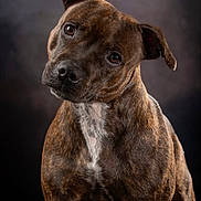 Vaya a rejoint le concours — aidez-le/la à gagner de superbes lots ! dog, brindle, pet, portrait, animal, canine, head_tilt, fur, ears, brown, white_marking, studio_lighting, close_up, curious, mammal, companion, domestic_animal, friendly, looking_at_camera, adorable