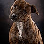 dog, brindle, pet, portrait, animal, canine, head_tilt, fur, ears, brown, white_marking, studio_lighting, close_up, curious, mammal, companion, domestic_animal, friendly, looking_at_camera, adorable