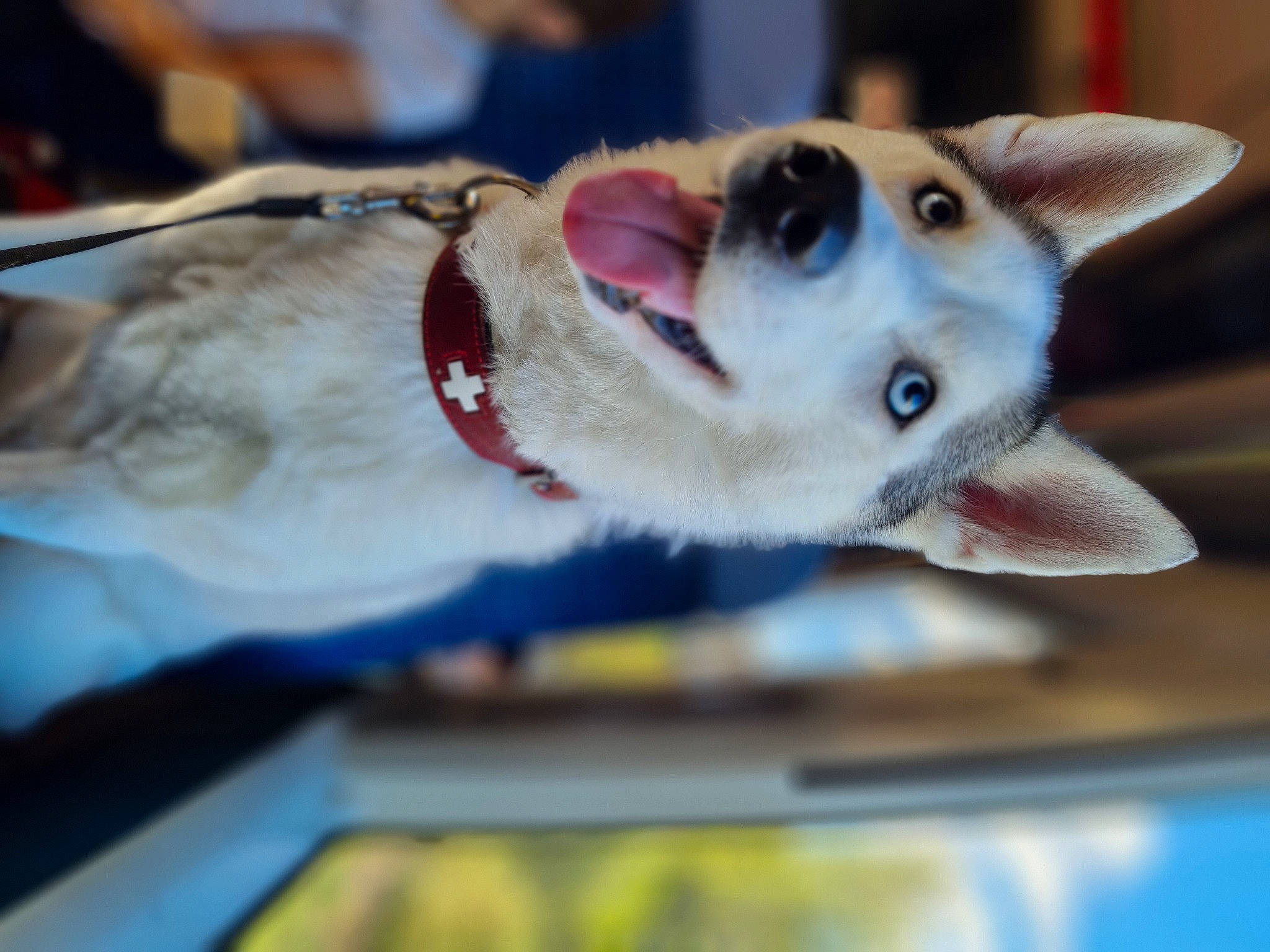 Raïka a rejoint le concours — aidez-le/la à gagner de superbes lots ! canidae, carnivore, collar, companion_dog, dog, dog_breed, fawn, felidae, fur, jaw, non_sporting_group, paw, pet_supply, small_to_medium_sized_cats, snout, sporting_group, whiskers, wildlife, windshield, working_animal