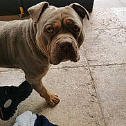 Happy a rejoint le concours — aidez-le/la à gagner de superbes lots ! dog, bulldog, wrinkles, portrait, closeup, standing, brown_dog, pet, animal, face, eyes, nose, ears, paws, tiled_floor, outdoor, shoe, blanket, photography, serious_expression