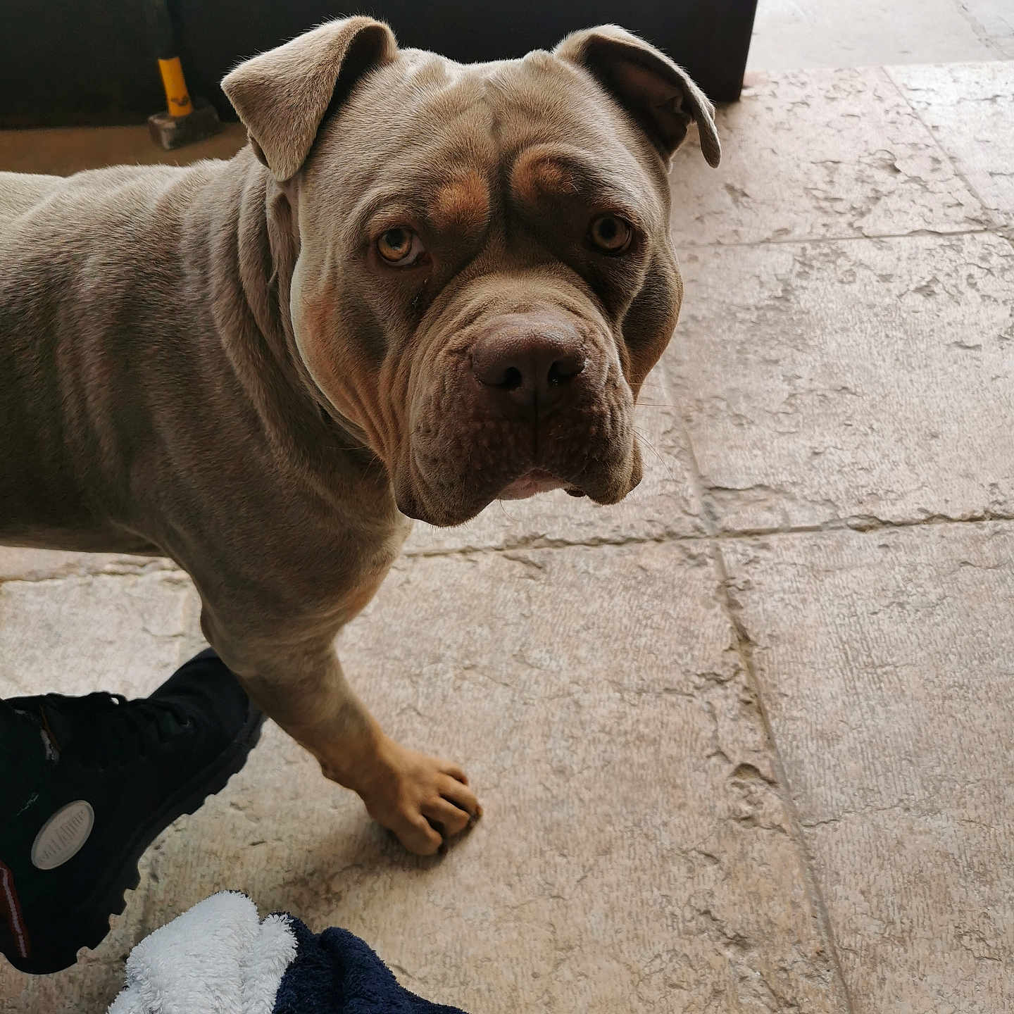 Happy a rejoint le concours — aidez-le/la à gagner de superbes lots ! dog, bulldog, wrinkles, portrait, closeup, standing, brown_dog, pet, animal, face, eyes, nose, ears, paws, tiled_floor, outdoor, shoe, blanket, photography, serious_expression