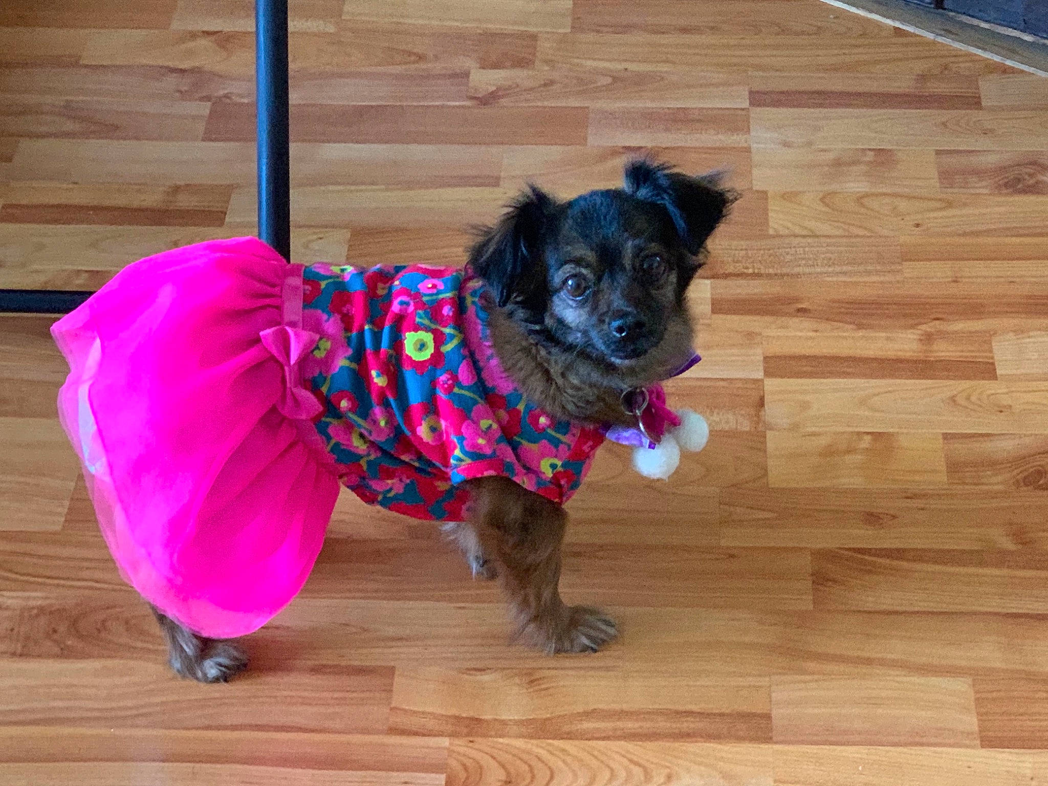 Canela joined the competition — help win amazing prizes! carnivore, collar, companion_dog, dog, dog_breed, dog_clothes, dog_collar, dog_supply, fawn, flooring, hardwood, laminate_flooring, leash, liver, pet_supply, sleeve, snout, wood, wood_stain, working_animal