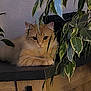 Mimine participe au concours pour gagner de l'argent avec cette photo : cat, indoor, houseplant, furniture, countertop, orange_cat, green_leaves, wood_cabinet, relaxed, pet, domestic_animal, leafy, flora, cozy, curious, resting, plant_pot, home, animal_portrait, feline