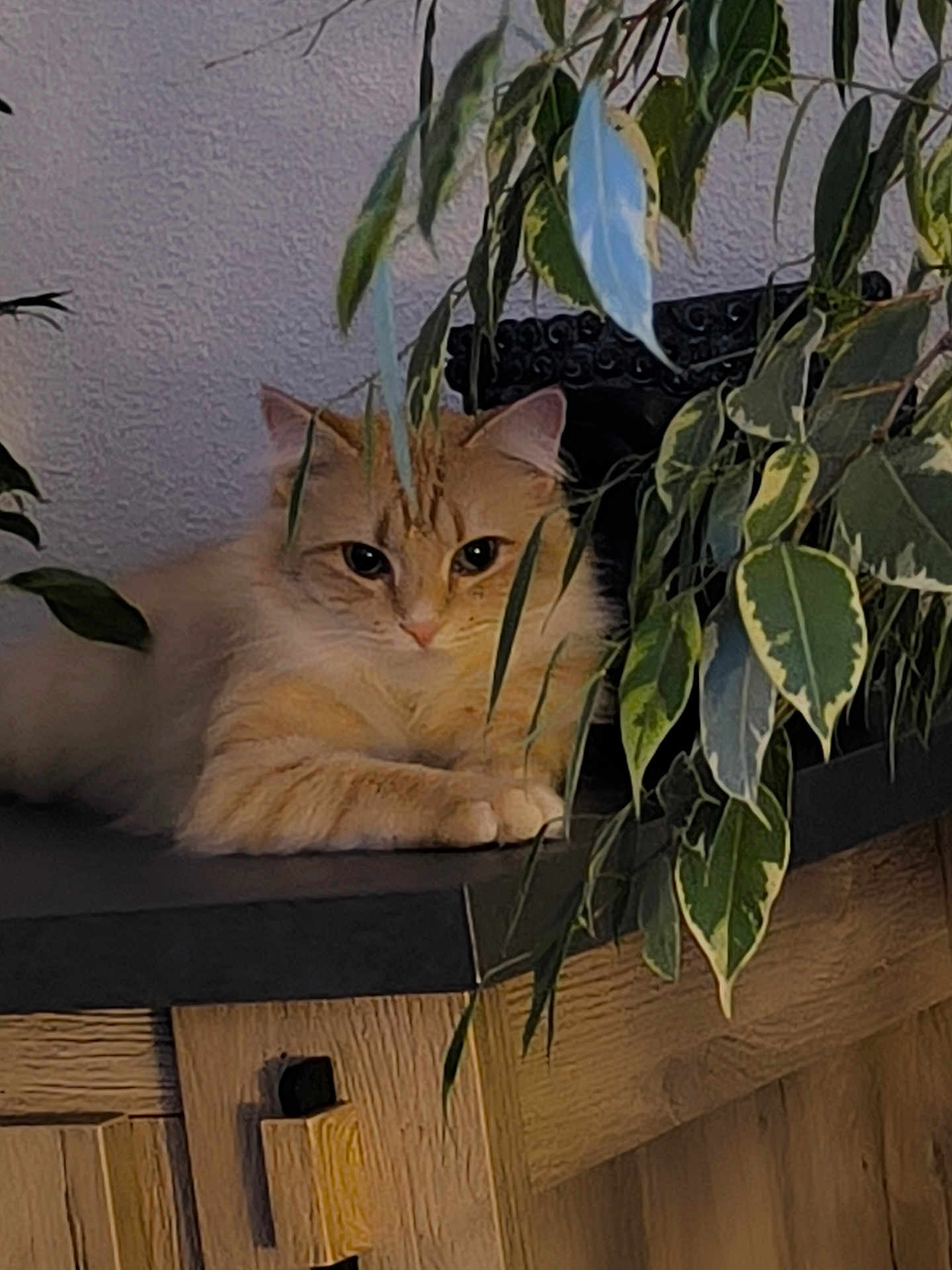 Mimine participe au concours pour gagner de l'argent avec cette photo : cat, indoor, houseplant, furniture, countertop, orange_cat, green_leaves, wood_cabinet, relaxed, pet, domestic_animal, leafy, flora, cozy, curious, resting, plant_pot, home, animal_portrait, feline