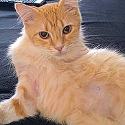 Mimine a rejoint le concours — aidez-le/la à gagner de superbes lots ! cat, orange_cat, fluffy, pet, animal, indoor, relaxed, lying_down, fur, whiskers, ears, remote_control, black_background, close_up, domestic_cat, cute, face, eyes, nostrils, pink_nose