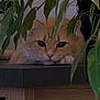 cat, orange_cat, pet, animal, leaf, plant, green_leaf, indoor, resting, curious, feline, closeup, face, eyes, nature, wood, table, cozy, quiet, relaxed