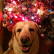 Sultan participe au concours pour gagner de l'argent avec cette photo :