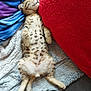Abou participe au concours pour gagner de l'argent avec cette photo : animal, blanket, blue_blanket, cat, cozy, cute, fur, furry, indoor, kitten, paw, pet, red_cushion, relaxed, resting, sleeping, small, soft, spotted, tail