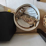 Abou a rejoint le concours — aidez-le/la à gagner de superbes lots ! animal, basket, bed, cat, cozy, curious, cute, floor, furniture, indoor, kitten, paws, pet, relaxed, spots, stretching, tile, toy, whiskers, young