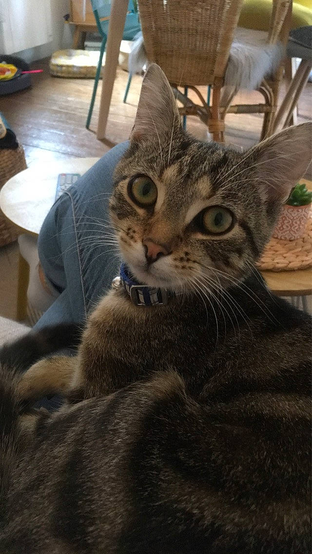 Angus a rejoint le concours — aidez-le/la à gagner de superbes lots ! aegean_cat, american_shorthair, american_wirehair, asian, australian_mist, california_spangled, carnivore, cat, domestic_short_haired_cat, dragon_li, egyptian_mau, european_shorthair, felidae, kitten, mammal, pixie_bob, small_to_medium_sized_cats, snout, tabby_cat, whiskers