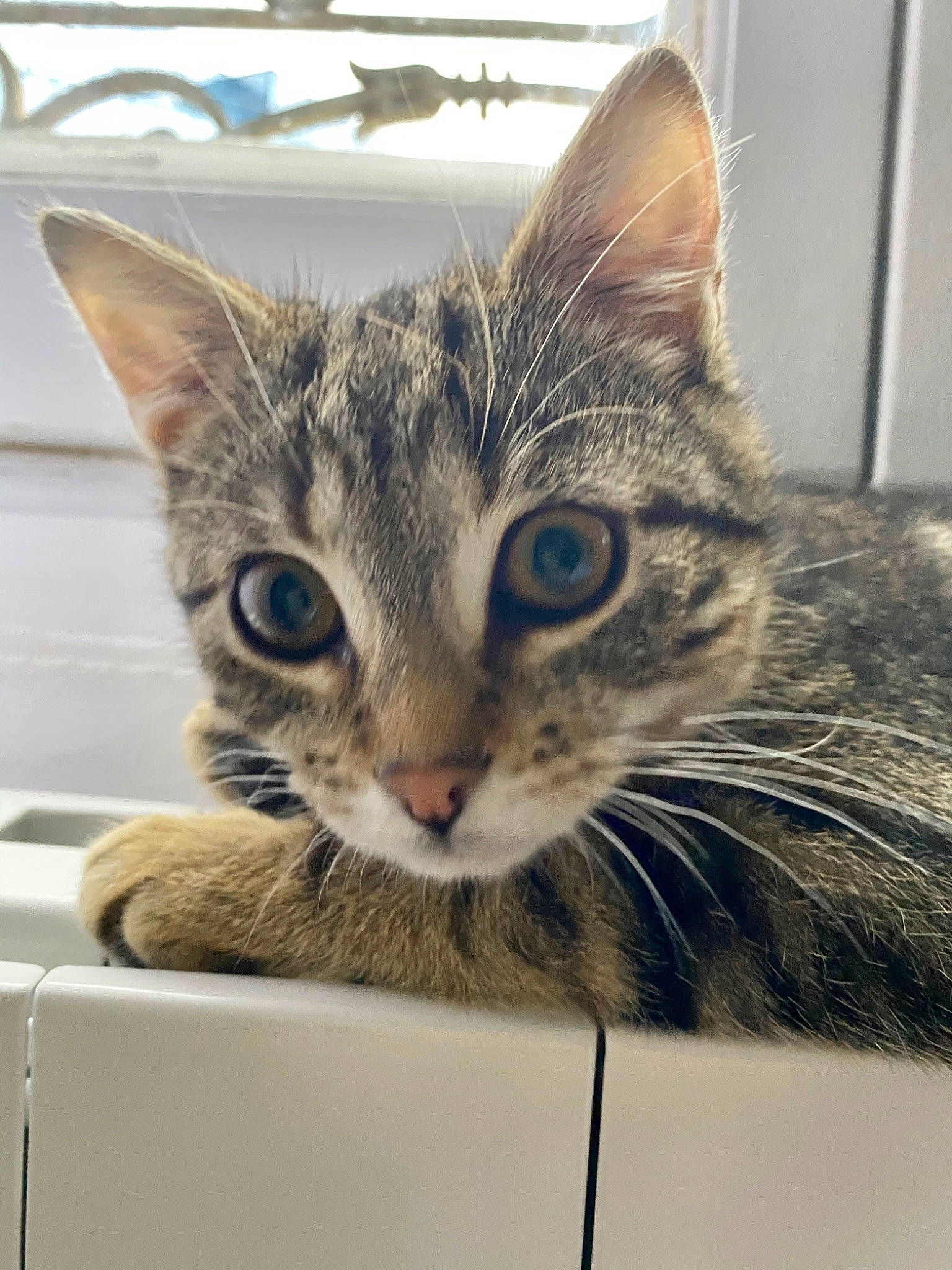 Angus participe au concours pour gagner de l'argent avec cette photo : aegean_cat, american_shorthair, asian, bengal, box, carnivore, cat, domestic_short_haired_cat, dragon_li, egyptian_mau, european_shorthair, eye, felidae, kitten, mammal, ocicat, ojos_azules, small_to_medium_sized_cats, tabby_cat, whiskers