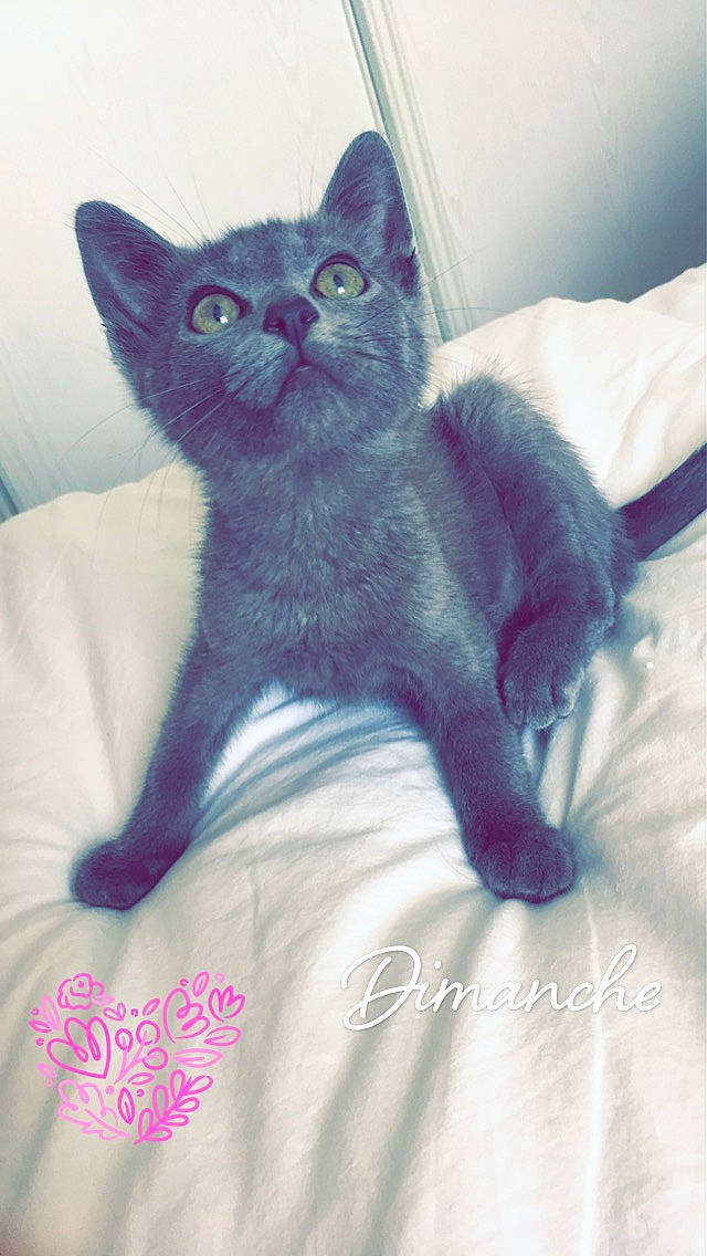 Marcel a rejoint le concours — aidez-le/la à gagner de superbes lots ! asian, black_cat, british_shorthair, carnivore, cat, chartreux, domestic_short_haired_cat, felidae, kitten, korat, mammal, nebelung, russian_blue, small_to_medium_sized_cats, tail, vertebrate, whiskers