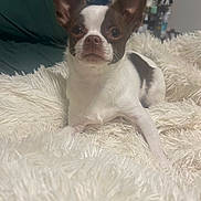 Mij Micheal Mortimer joined the competition — help win amazing prizes! dog, chihuahua, small_dog, pet, animal, white_fur, brown_spots, fluffy_blanket, indoor, cozy, cute, portrait, laying_down, ears, face, fur, looking_at_camera, domestic_animal, companion, cute_pet