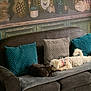 dog, cat, couch, pillow, plant, succulent, pineapple, decor, vintage, furniture, indoor, pet, cozy, brown, teal, beige, relaxing, companion, animal, home