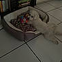dog, pet_bed, toy, blanket, floor, tile_floor, bookshelf, book, indoor, white_dog, fluffy, stretching, cozy, home, animal, cute, relaxed, furniture, living_room, paw
