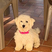 Azya participe au concours pour gagner de l'argent avec cette photo : dog, white_dog, fluffy, small_dog, pink_collar, sitting, terracotta_tiles, outdoor, plastic_chair, sunlight, pet, canine, fur, animal, calm, home, floor, shadow, daylight, cute