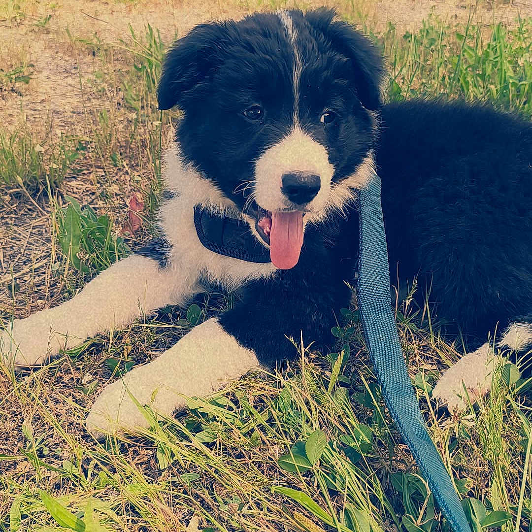 Sabrina H a rejoint le concours — aidez-le/la à gagner de superbes lots ! accessories, animal, ball, canine, dog, face, grass, head, herbal, herbs, person, pet, photography, plant, portrait, puppy, sport, strap, tennis, vegetation