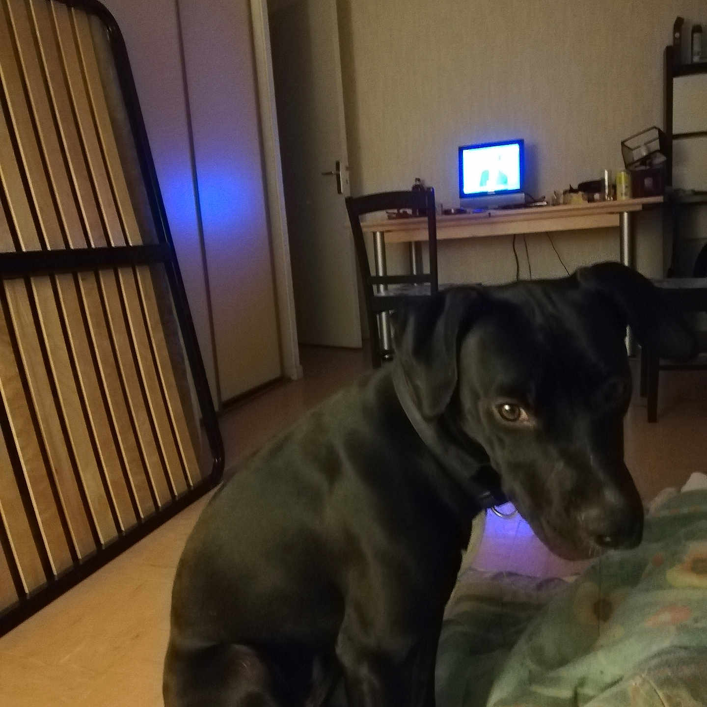 Bella a rejoint le concours — aidez-le/la à gagner de superbes lots ! animal, bedroom, black_dog, blanket, chair, collar, desk, dim_lighting, dog, domestic, door, floor, furniture, indoor, looking, pet, room, seated, television, wooden_frame
